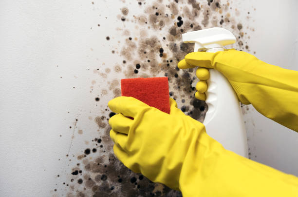 Best Same-Day Mold Removal  in Americus, GA